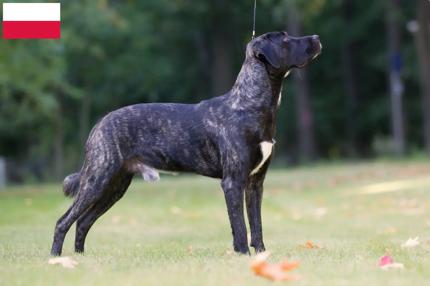 Cão Fila de São Miguel kiskutyák és tenyésztők Lengyelország Találd meg itt a Cão Fila de São Miguels tenyésztőket Lengyelországban.