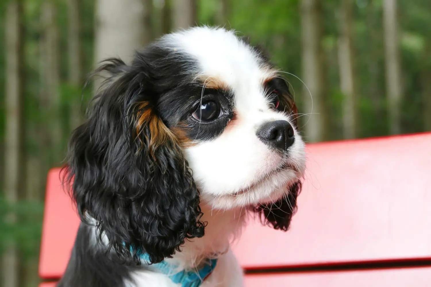 Egy Cavalier King Charles Spaniel kölyökkutya megvásárlása felelősségvállalást jelent! Cavalier King Charles Spaniel kölyökkutyák vásárlása.