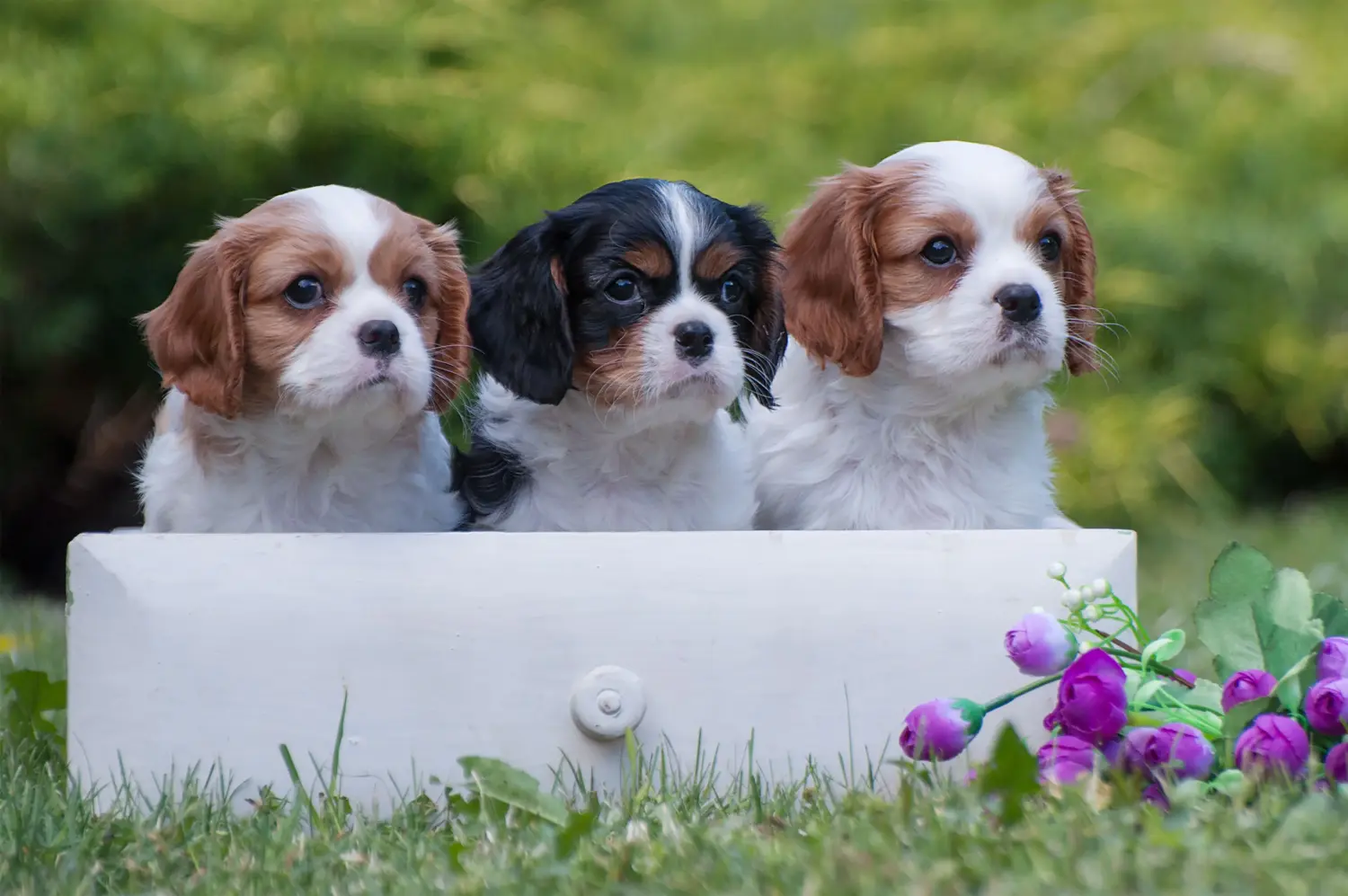 Egy Cavalier King Charles Spaniel kölyökkutya megvásárlása felelősségvállalást jelent! Cavalier King Charles Spaniel kölyökkutyák vásárlása.