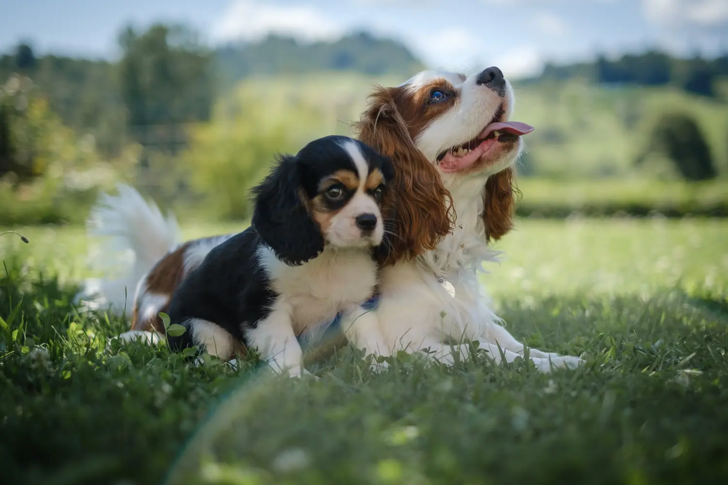 Egy Cavalier King Charles Spaniel kölyökkutya megvásárlása felelősségvállalást jelent! Cavalier King Charles Spaniel kölyökkutyák vásárlása.