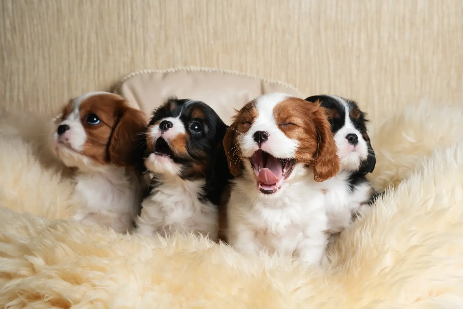 Egy Cavalier King Charles Spaniel kölyökkutya megvásárlása felelősségvállalást jelent! Cavalier King Charles Spaniel kölyökkutyák vásárlása.
