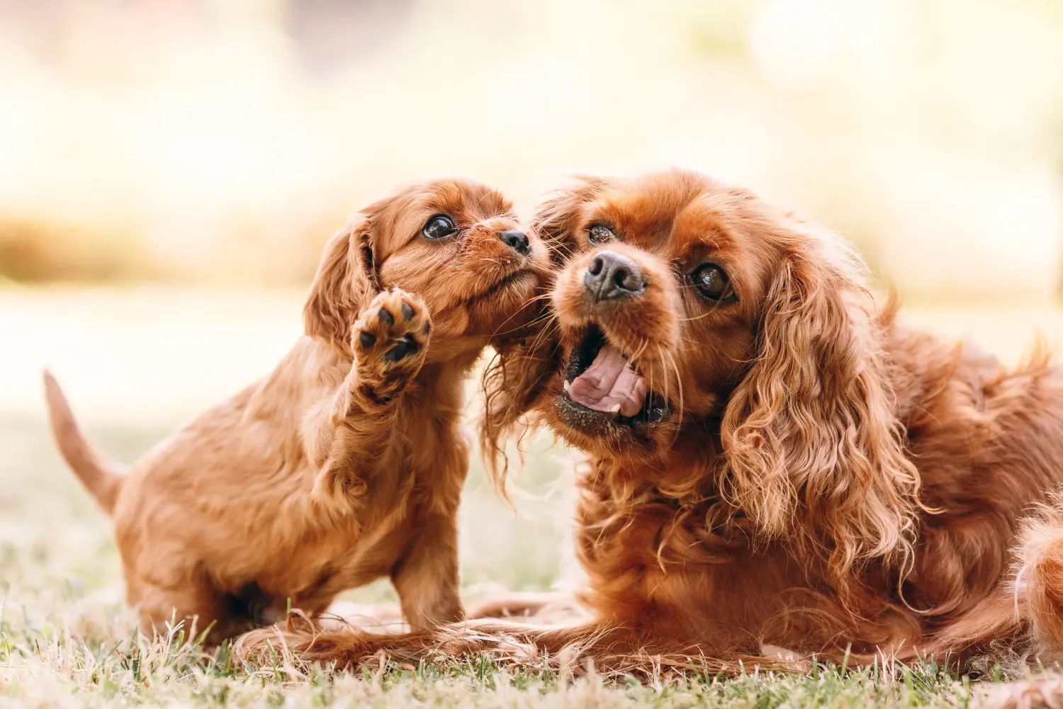 Egy Cavalier King Charles Spaniel kölyökkutya megvásárlása felelősségvállalást jelent! Cavalier King Charles Spaniel kölyökkutyák vásárlása.