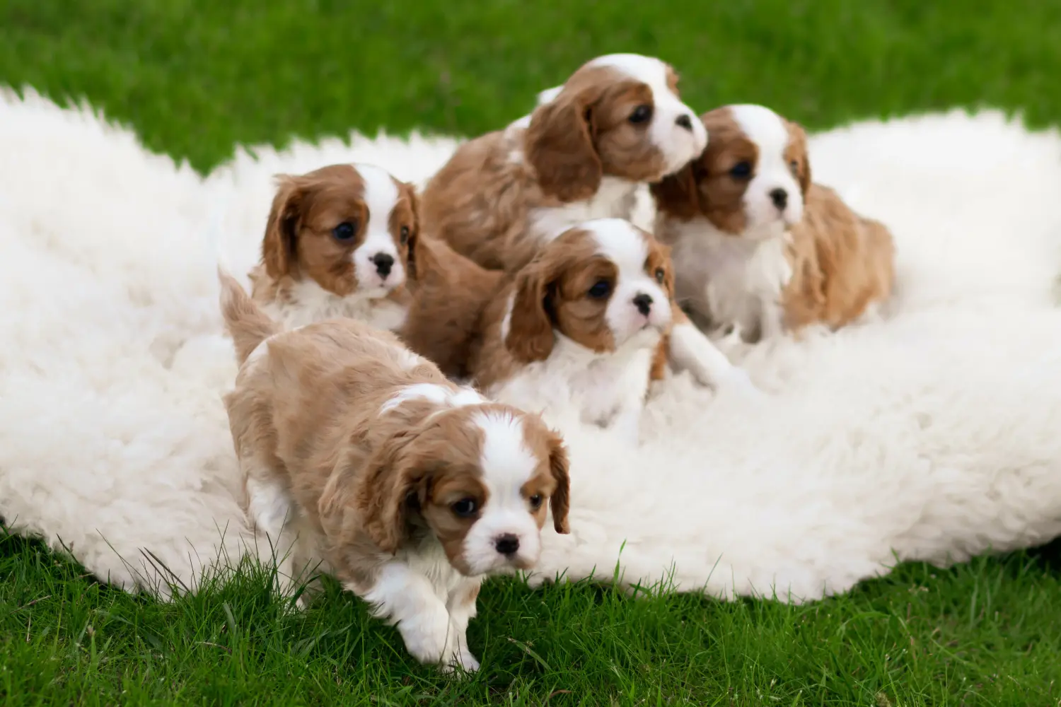 Egy Cavalier King Charles Spaniel kölyökkutya megvásárlása felelősségvállalást jelent! Cavalier King Charles Spaniel kölyökkutyák vásárlása.