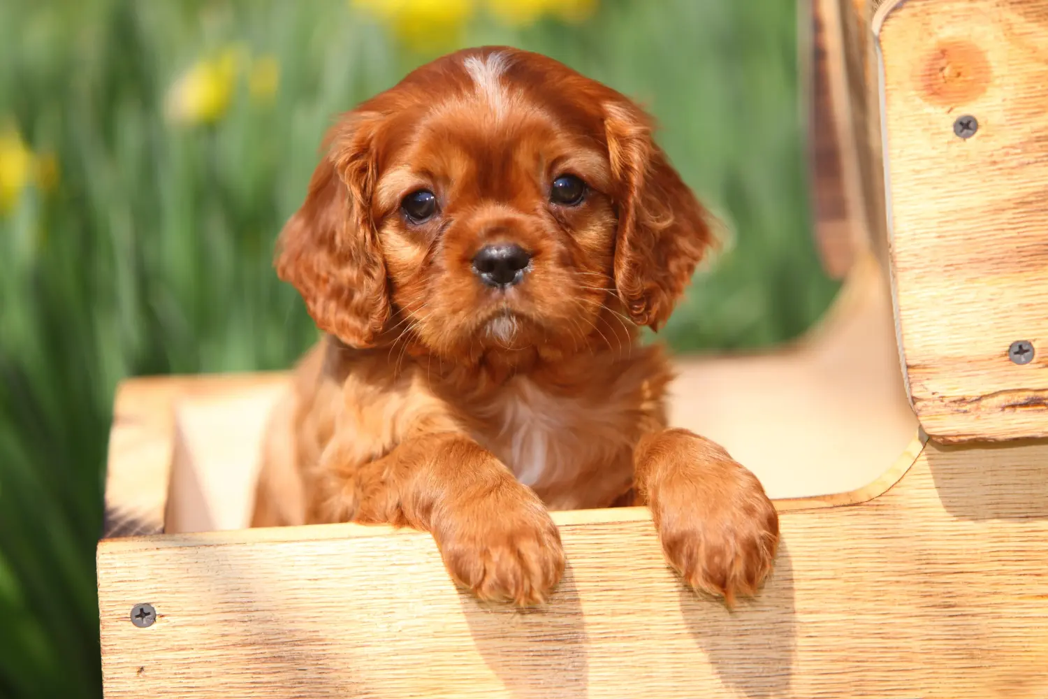 Egy Cavalier King Charles Spaniel kölyökkutya megvásárlása felelősségvállalást jelent! Cavalier King Charles Spaniel kölyökkutyák vásárlása.