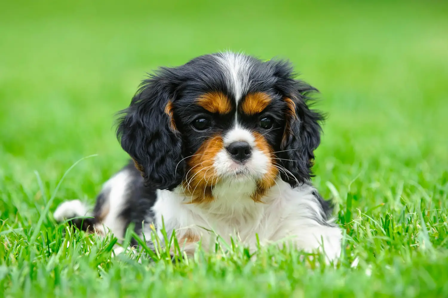 Egy Cavalier King Charles Spaniel kölyökkutya megvásárlása felelősségvállalást jelent! Cavalier King Charles Spaniel kölyökkutyák vásárlása.