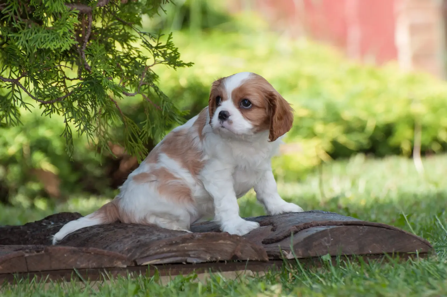 Egy Cavalier King Charles Spaniel kölyökkutya megvásárlása felelősségvállalást jelent! Cavalier King Charles Spaniel kölyökkutyák vásárlása.