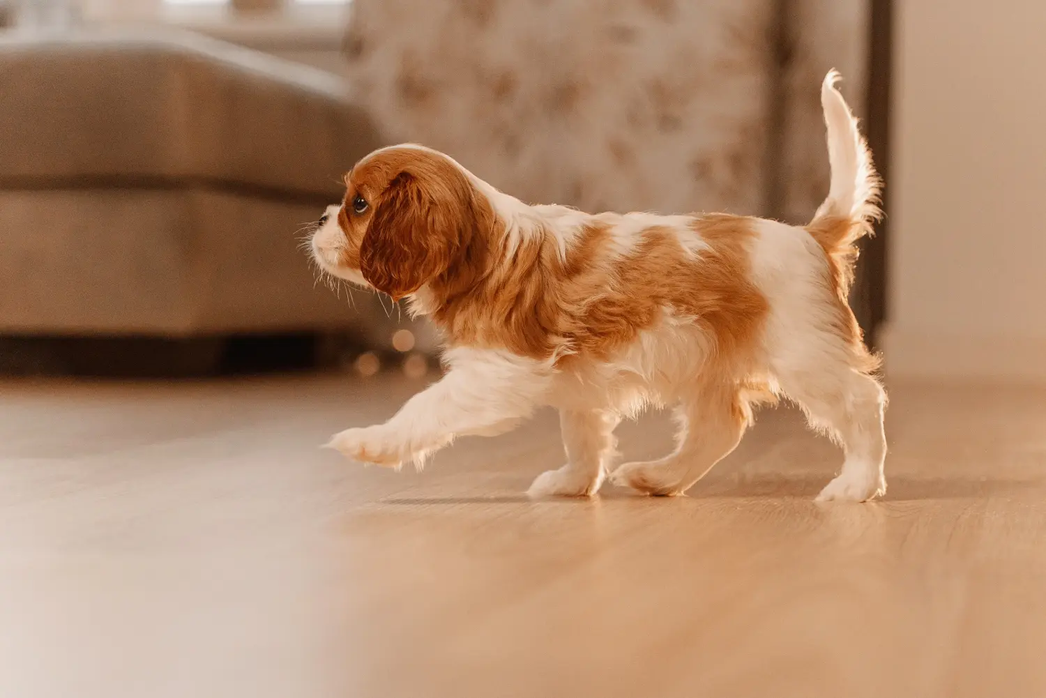 Egy Cavalier King Charles Spaniel kölyökkutya megvásárlása felelősségvállalást jelent! Cavalier King Charles Spaniel kölyökkutyák vásárlása.
