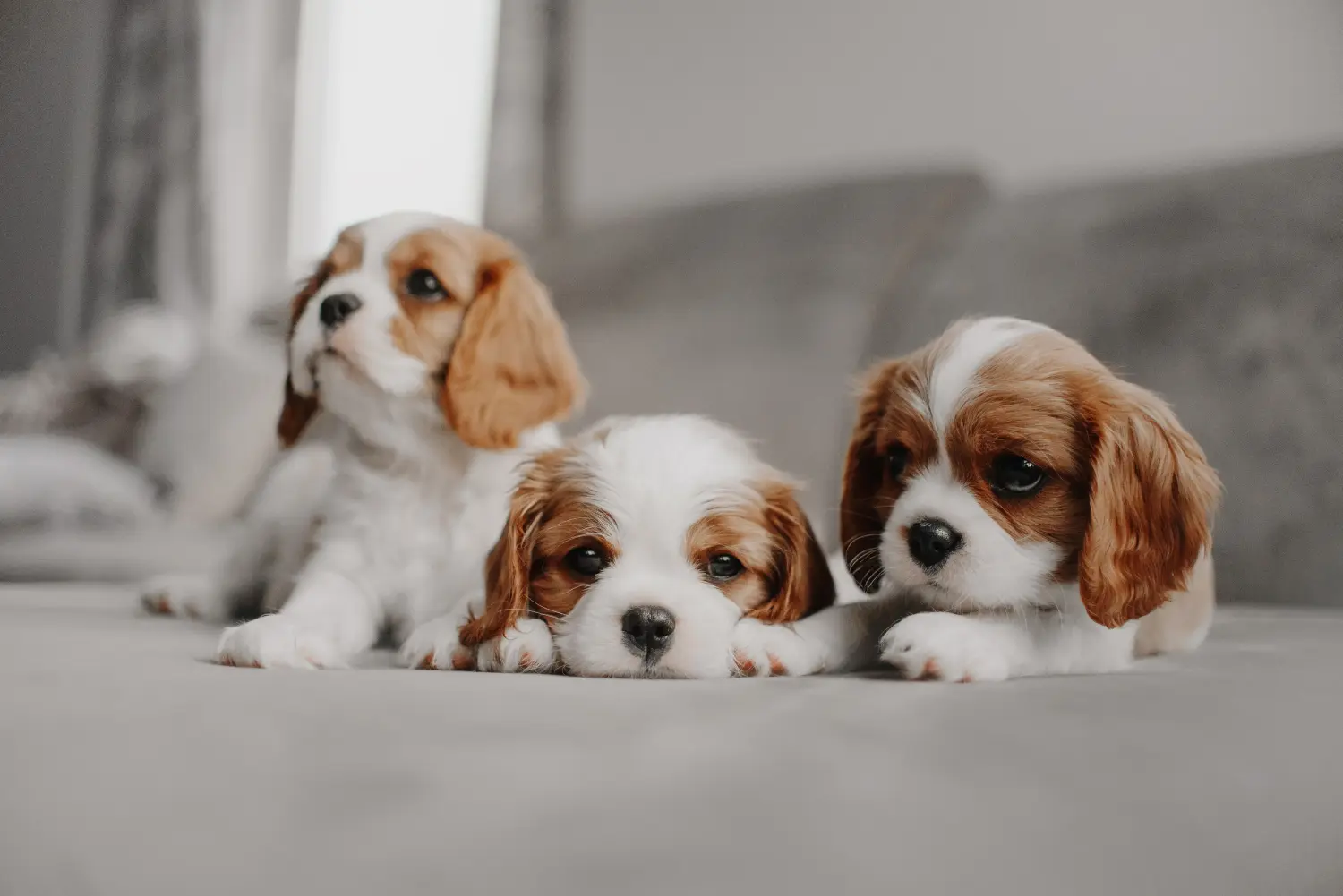 Egy Cavalier King Charles Spaniel kölyökkutya megvásárlása felelősségvállalást jelent! Cavalier King Charles Spaniel kölyökkutyák vásárlása.