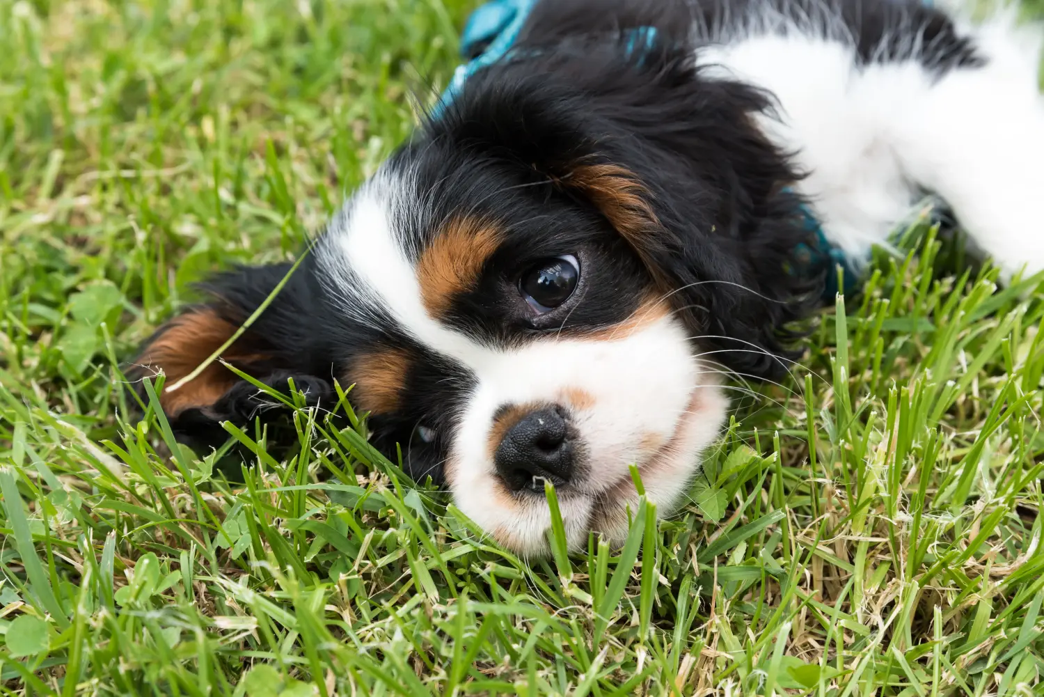 Egy Cavalier King Charles Spaniel kölyökkutya megvásárlása felelősségvállalást jelent! Cavalier King Charles Spaniel kölyökkutyák vásárlása.