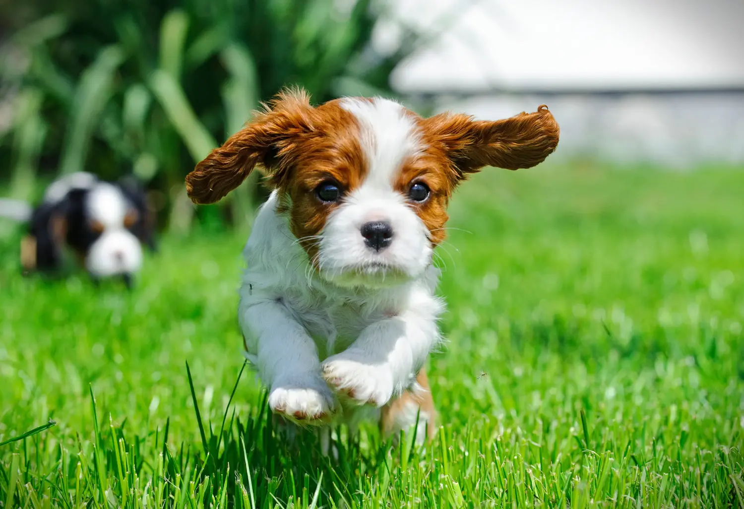 Egy Cavalier King Charles Spaniel kölyökkutya megvásárlása felelősségvállalást jelent! Cavalier King Charles Spaniel kölyökkutyák vásárlása.