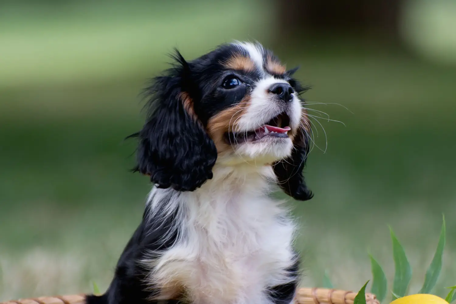 Egy Cavalier King Charles Spaniel kölyökkutya megvásárlása felelősségvállalást jelent! Cavalier King Charles Spaniel kölyökkutyák vásárlása.