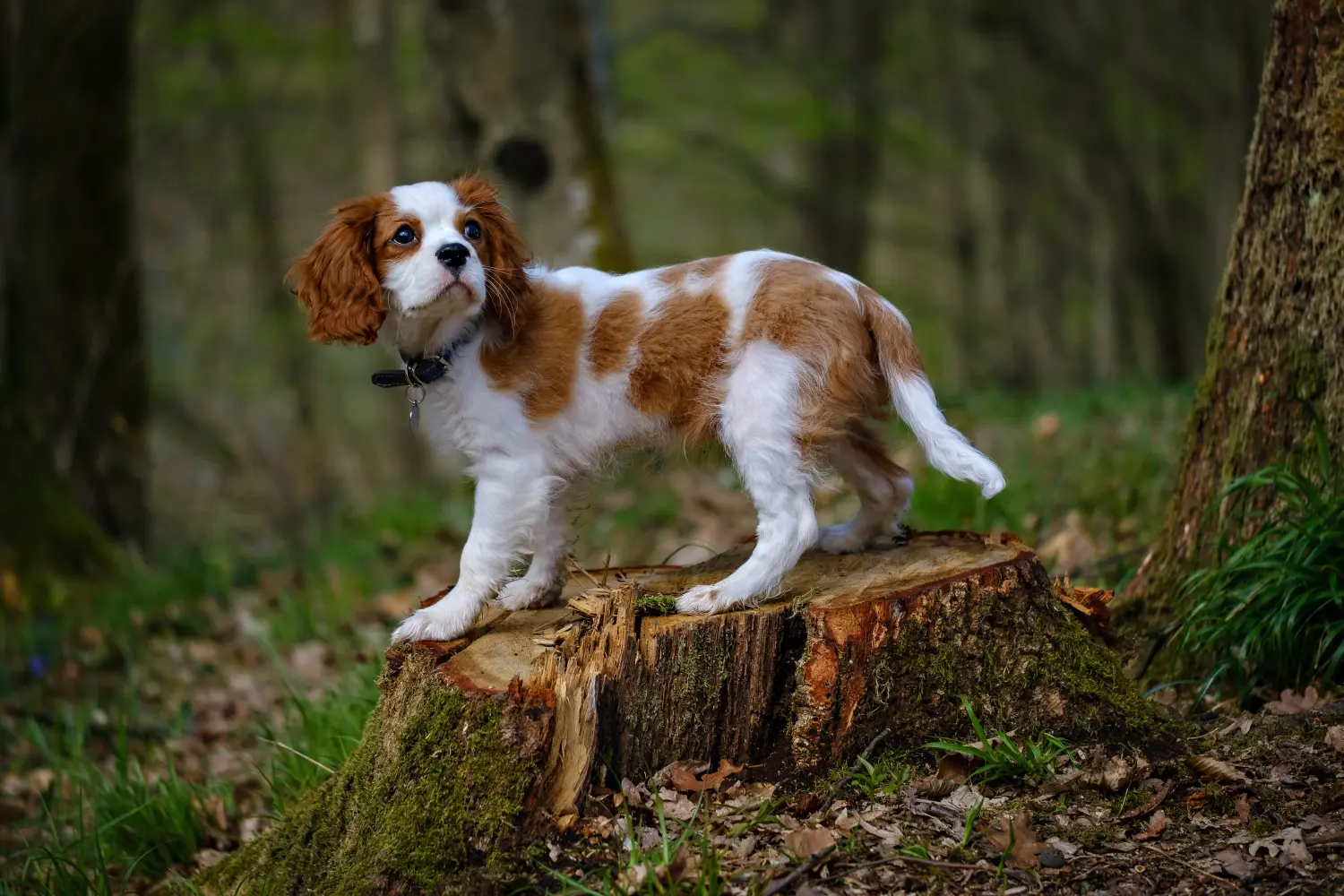 Egy Cavalier King Charles Spaniel kölyökkutya megvásárlása felelősségvállalást jelent! Cavalier King Charles Spaniel kölyökkutyák vásárlása.