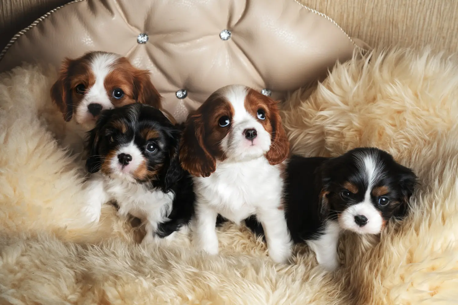 Egy Cavalier King Charles Spaniel kölyökkutya megvásárlása felelősségvállalást jelent! Cavalier King Charles Spaniel kölyökkutyák vásárlása.