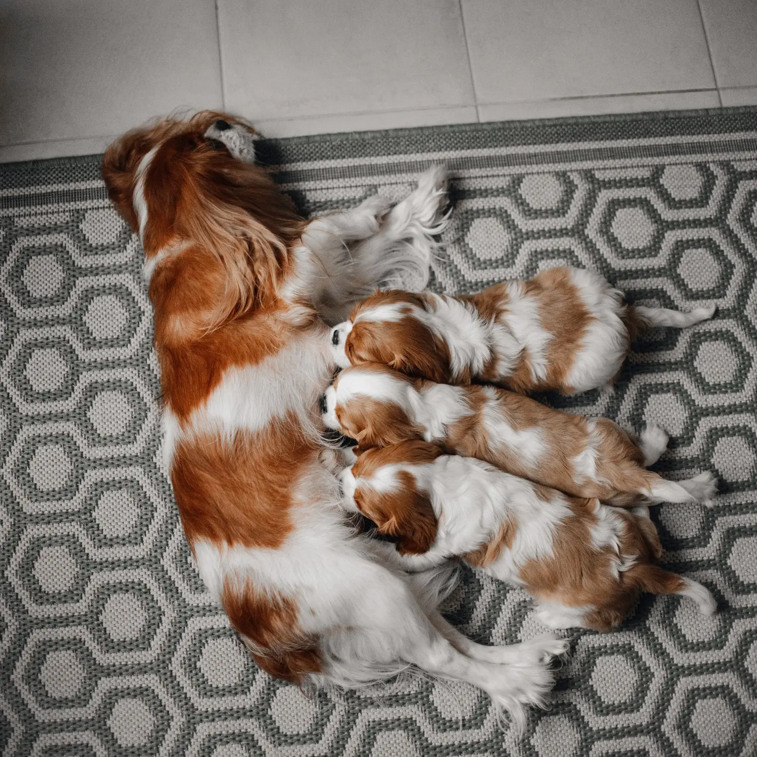 Egy Cavalier King Charles Spaniel kölyökkutya megvásárlása felelősségvállalást jelent! Cavalier King Charles Spaniel kölyökkutyák vásárlása.