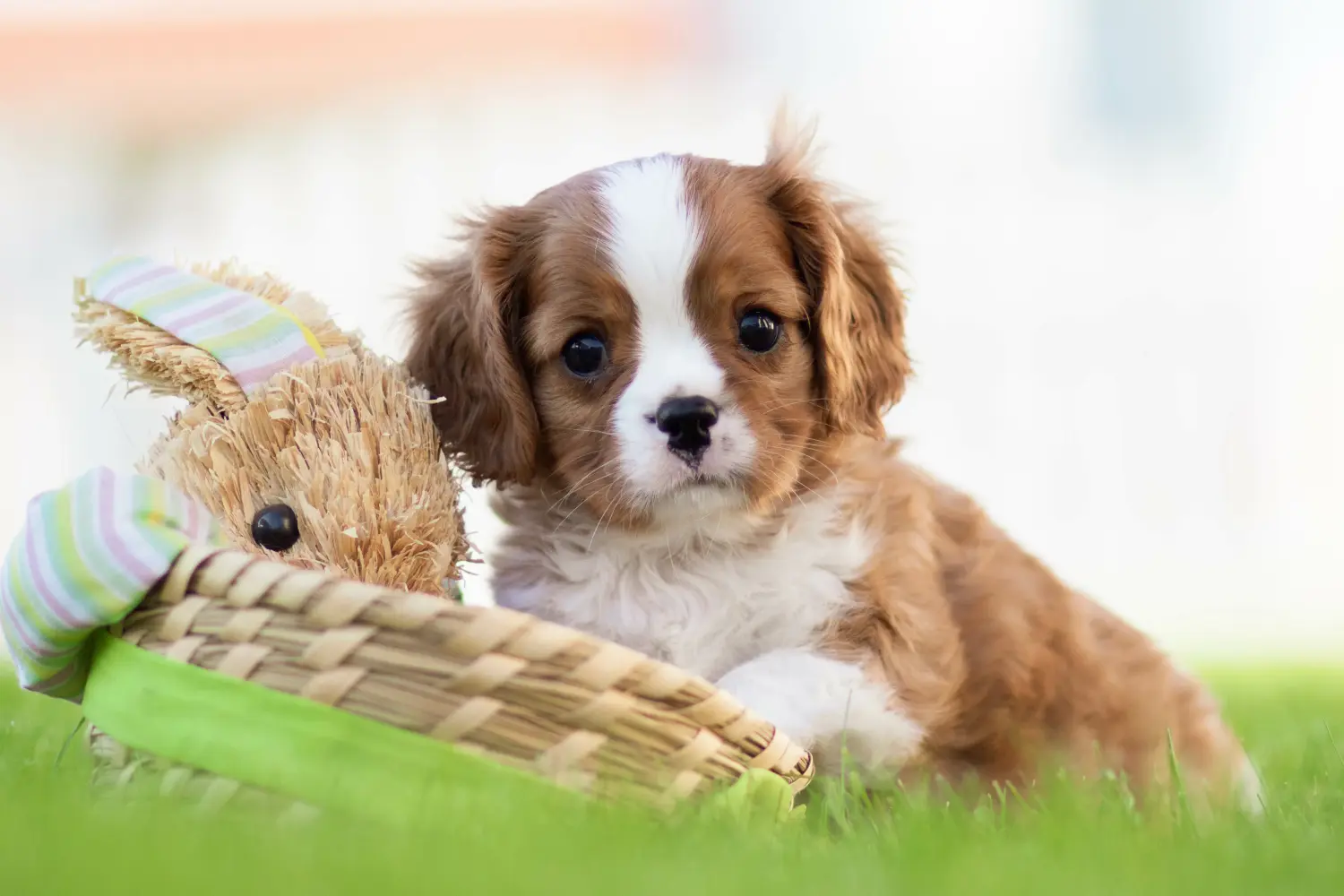 Egy Cavalier King Charles Spaniel kölyökkutya megvásárlása felelősségvállalást jelent! Cavalier King Charles Spaniel kölyökkutyák vásárlása.