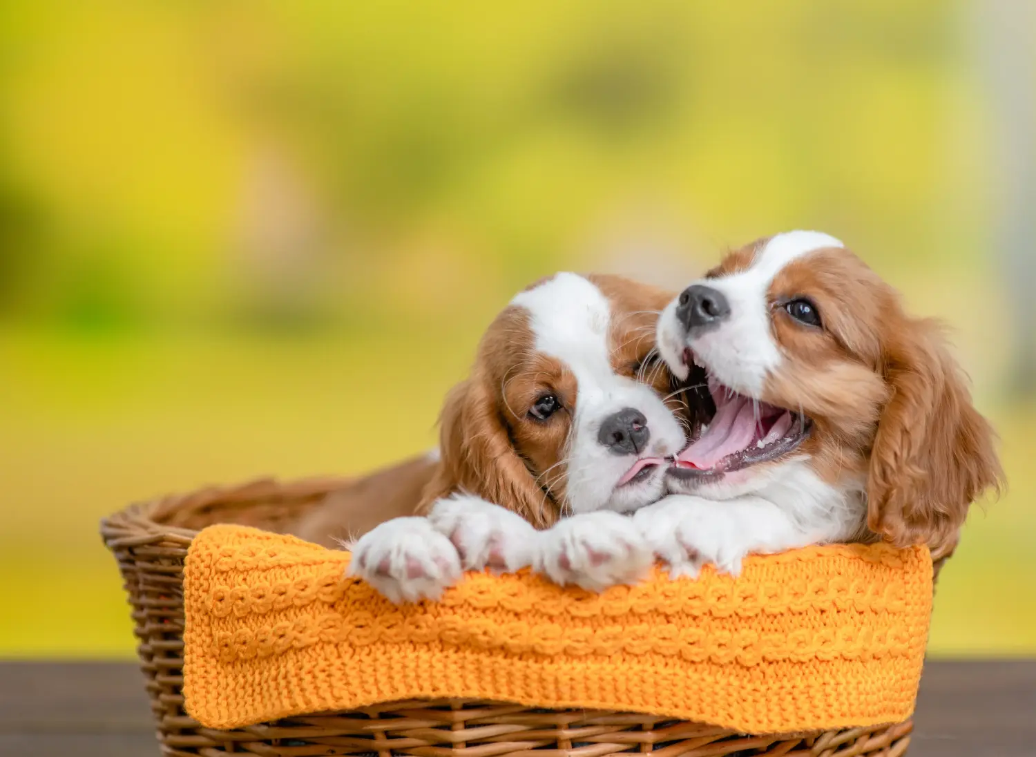 Egy Cavalier King Charles Spaniel kölyökkutya megvásárlása felelősségvállalást jelent! Cavalier King Charles Spaniel kölyökkutyák vásárlása.
