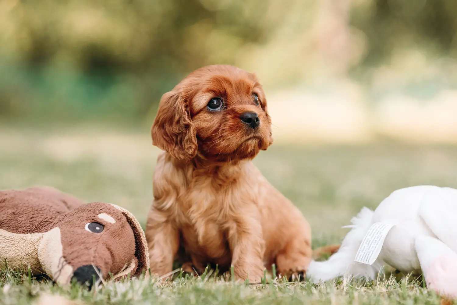 Egy Cavalier King Charles Spaniel kölyökkutya megvásárlása felelősségvállalást jelent! Cavalier King Charles Spaniel kölyökkutyák vásárlása.