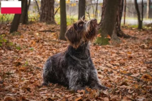 Read more about the article Český fousek tenyésztők és kiskutyák Lengyelországban