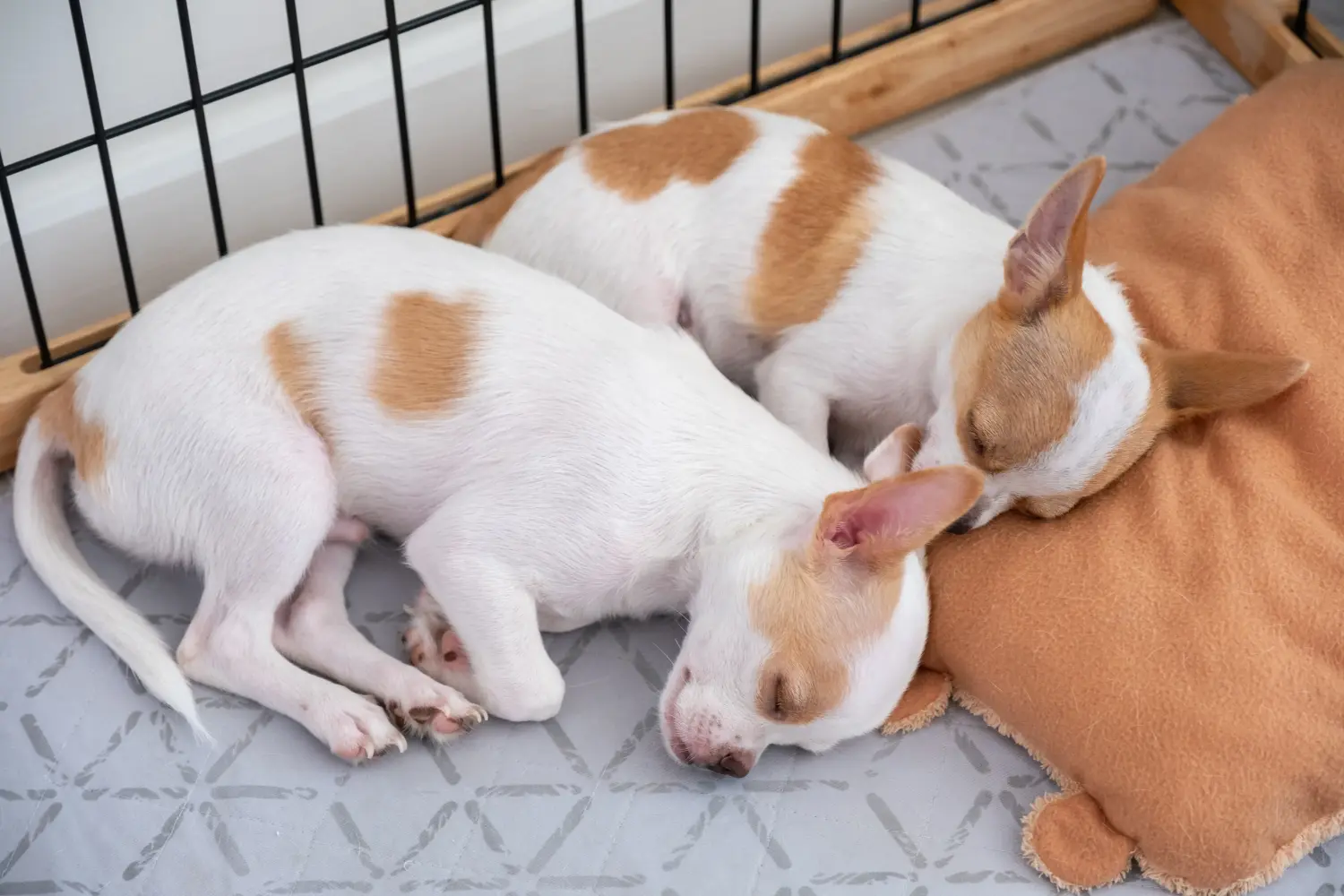 Chihuahua kölyökkutya vásárlása felelősségvállalást jelent! Chihuahua kölyökkutyák vásárlása.