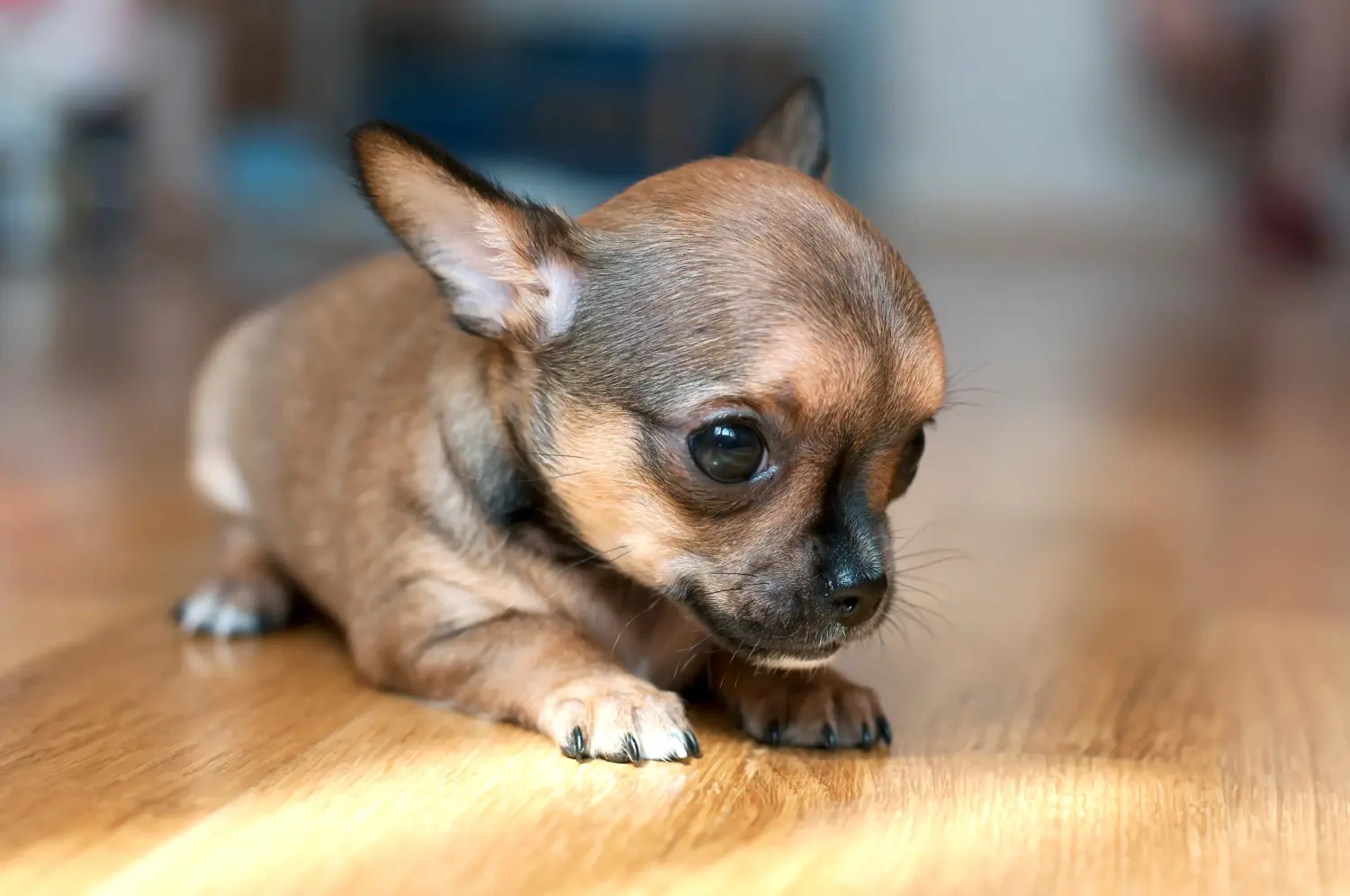 Chihuahua kölyökkutya vásárlása felelősségvállalást jelent! Chihuahua kölyökkutyák vásárlása.