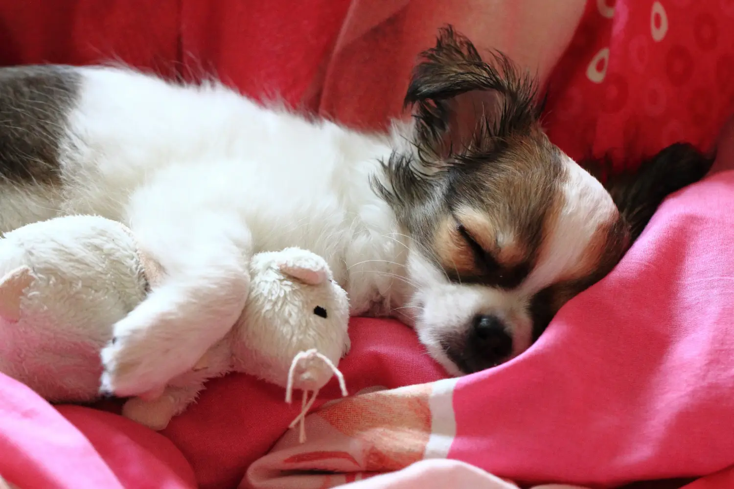 Chihuahua kölyökkutya vásárlása felelősségvállalást jelent! Chihuahua kölyökkutyák vásárlása.