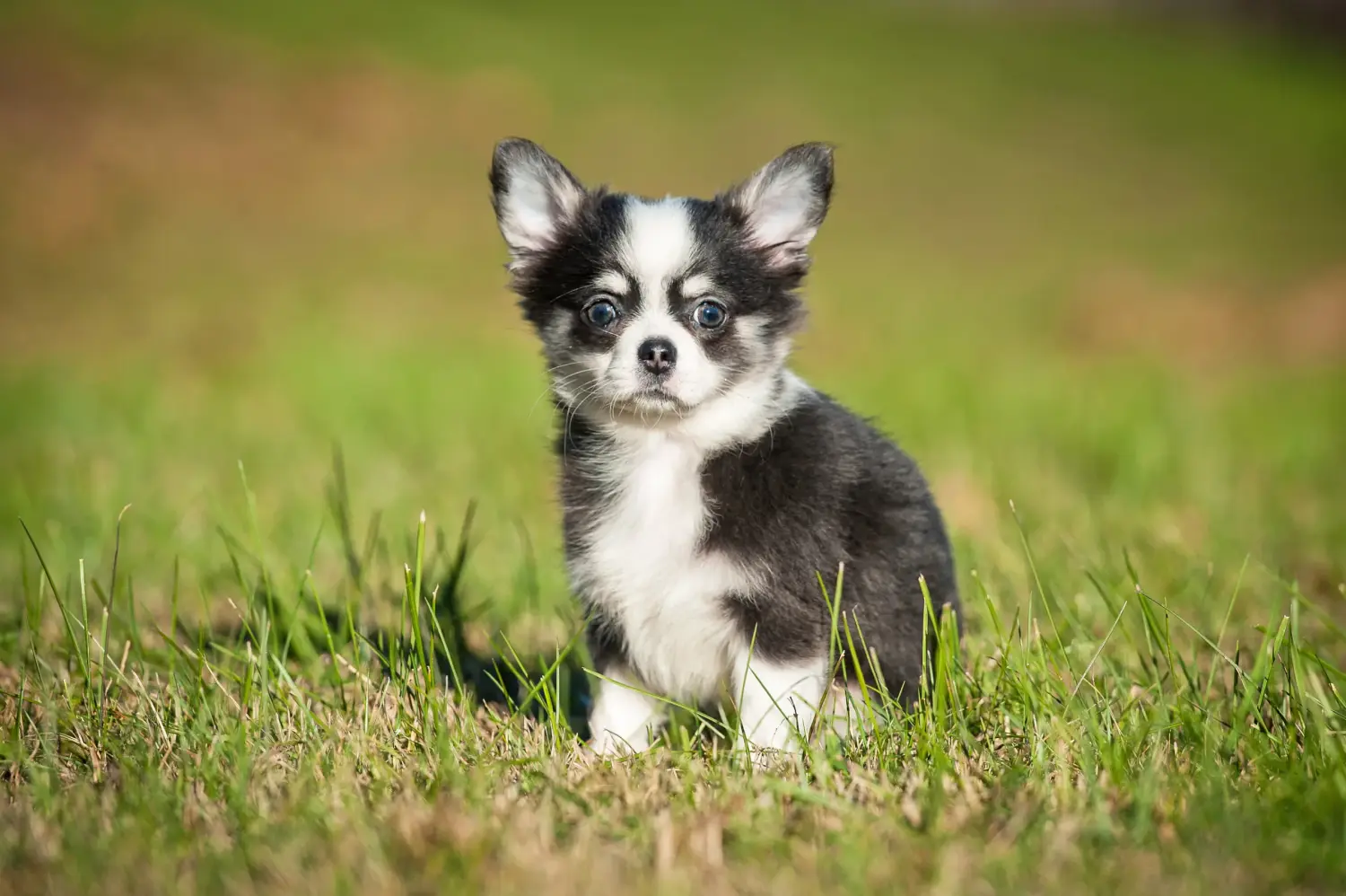 Chihuahua kölyökkutya vásárlása felelősségvállalást jelent! Chihuahua kölyökkutyák vásárlása.
