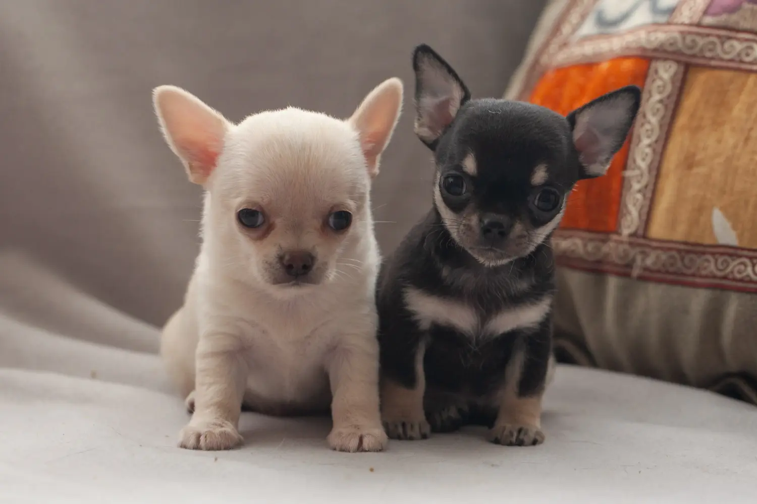 Chihuahua kölyökkutya vásárlása felelősségvállalást jelent! Chihuahua kölyökkutyák vásárlása.