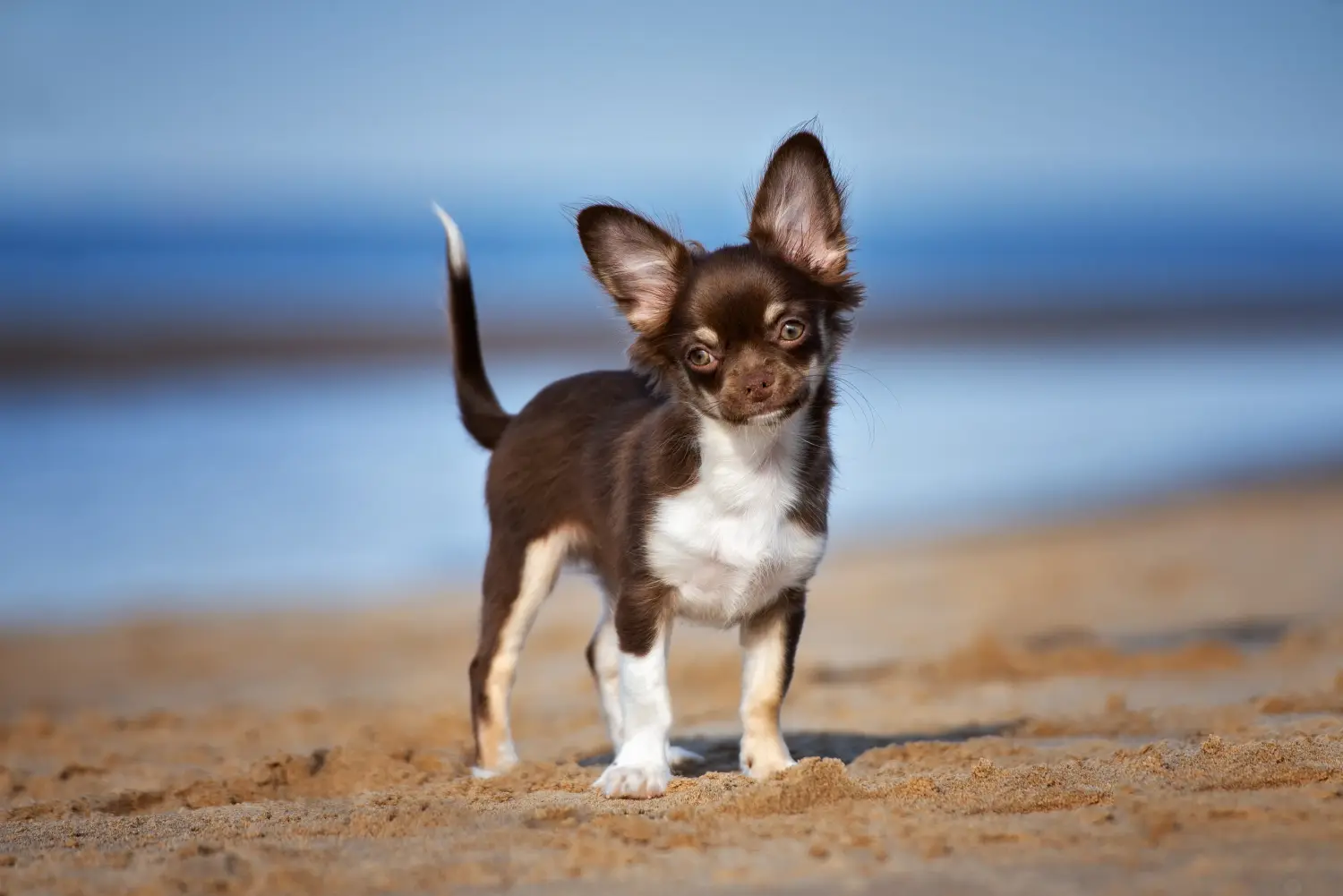 Chihuahua kölyökkutya vásárlása felelősségvállalást jelent! Chihuahua kölyökkutyák vásárlása.