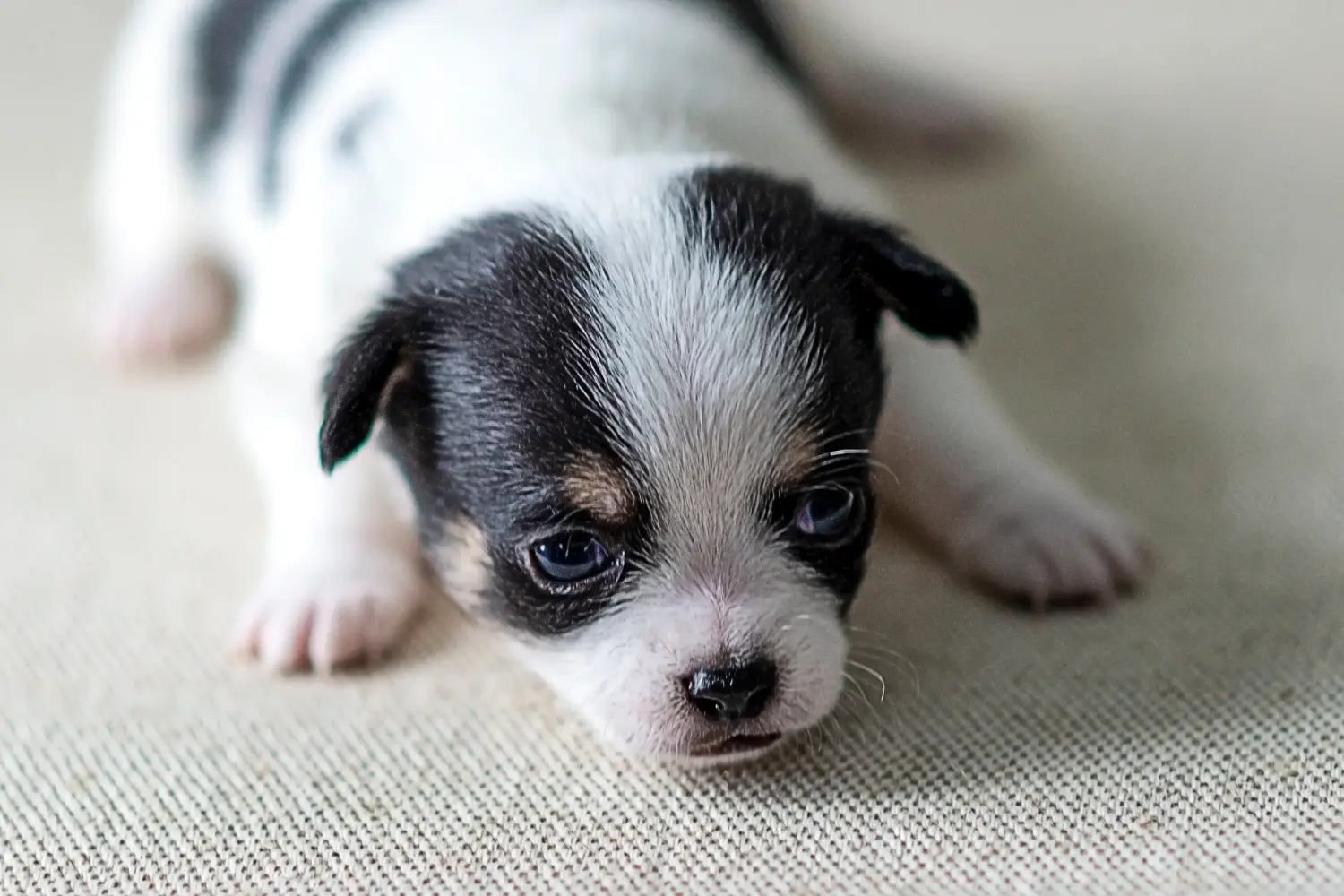Chihuahua kölyökkutya vásárlása felelősségvállalást jelent! Chihuahua kölyökkutyák vásárlása.