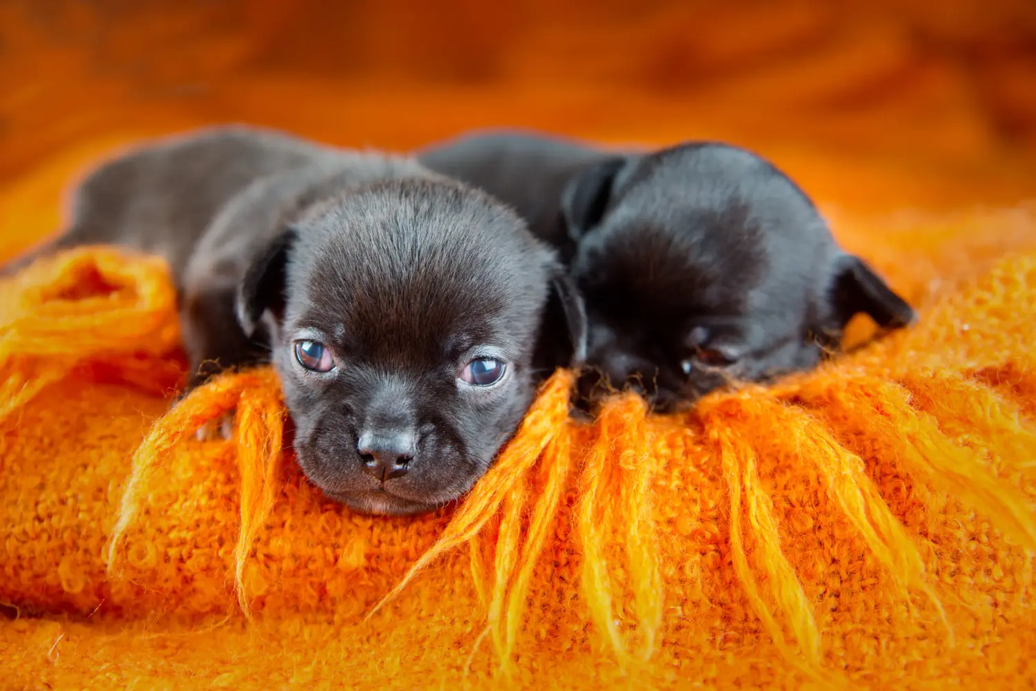 Chihuahua kölyökkutya vásárlása felelősségvállalást jelent! Chihuahua kölyökkutyák vásárlása.