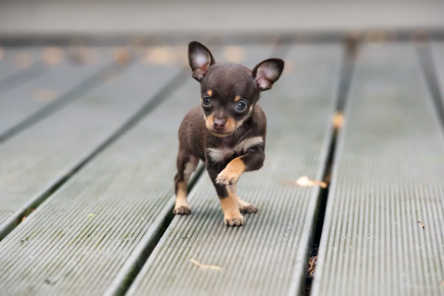Chihuahua kölyökkutya vásárlása felelősségvállalást jelent! Chihuahua kölyökkutyák vásárlása.