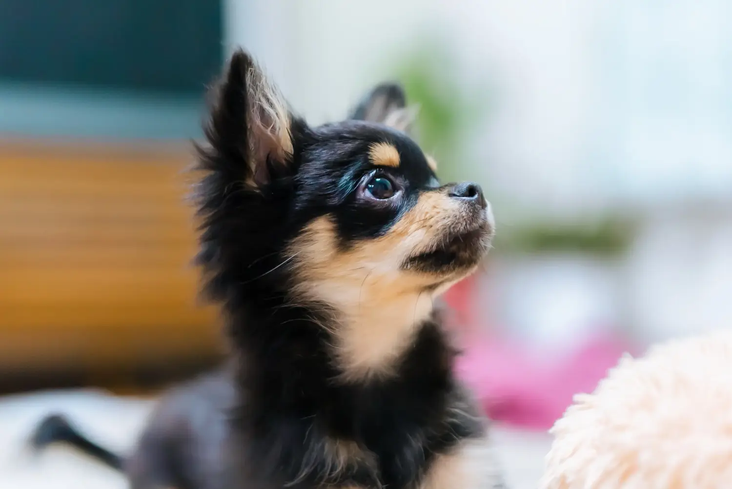 Chihuahua kölyökkutya vásárlása felelősségvállalást jelent! Chihuahua kölyökkutyák vásárlása.