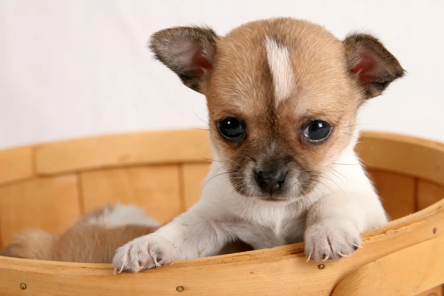 Chihuahua kölyökkutya vásárlása felelősségvállalást jelent! Chihuahua kölyökkutyák vásárlása.