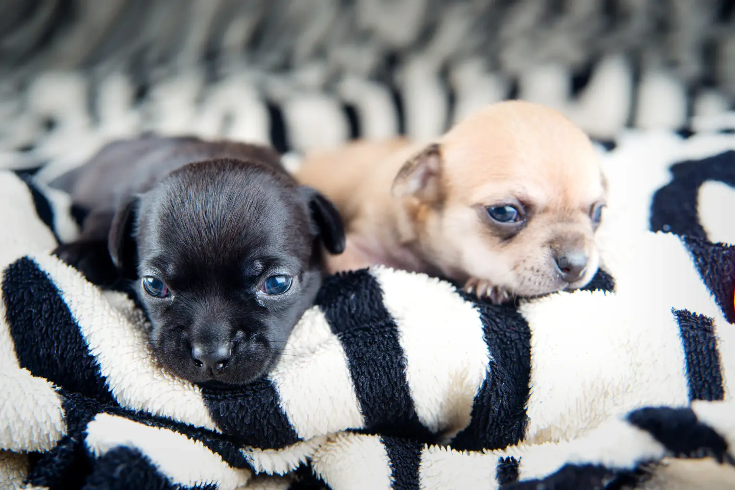 Chihuahua kölyökkutya vásárlása felelősségvállalást jelent! Chihuahua kölyökkutyák vásárlása.