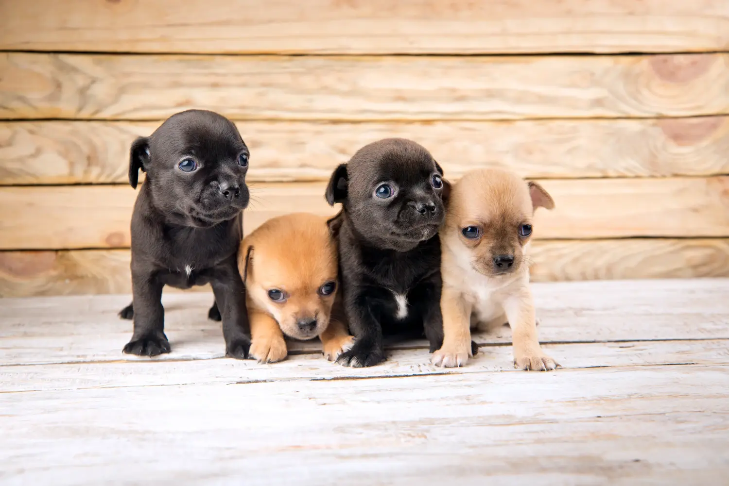 Chihuahua kölyökkutya vásárlása felelősségvállalást jelent! Chihuahua kölyökkutyák vásárlása.