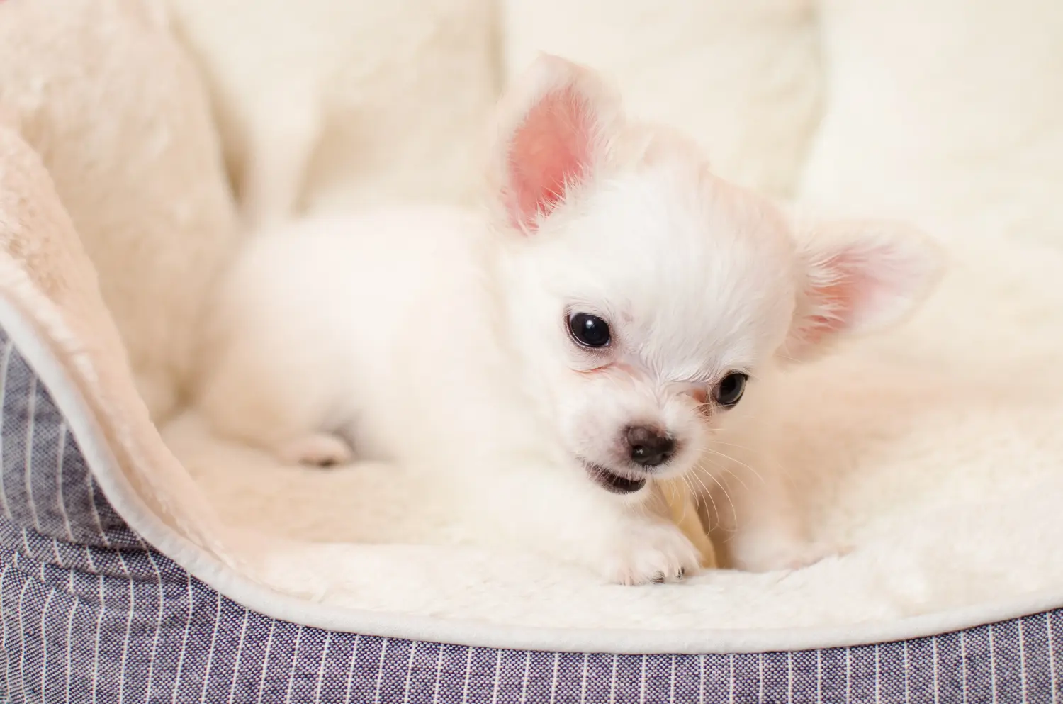 Chihuahua kölyökkutya vásárlása felelősségvállalást jelent! Chihuahua kölyökkutyák vásárlása.