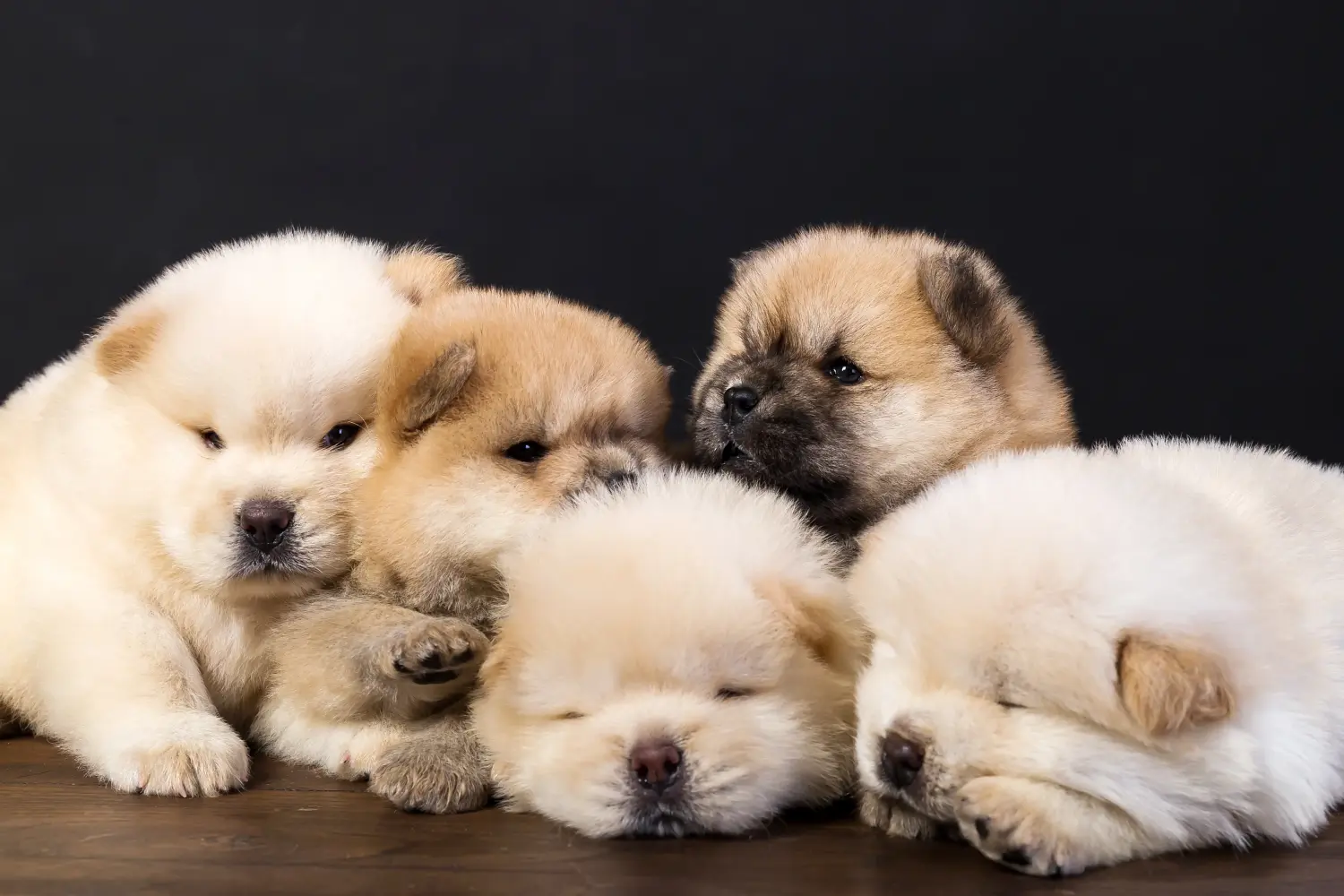 Egy Chow Chow kiskutya megvásárlása felelősségvállalást jelent! Vásároljon Chow Chow Chow kiskutyákat.