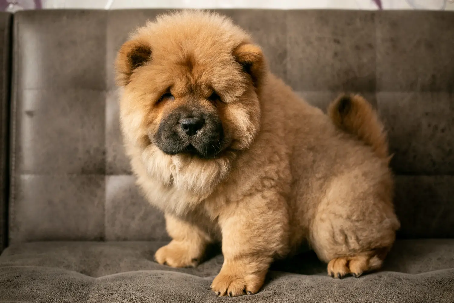 Egy Chow Chow kiskutya megvásárlása felelősségvállalást jelent! Vásároljon Chow Chow Chow kiskutyákat.