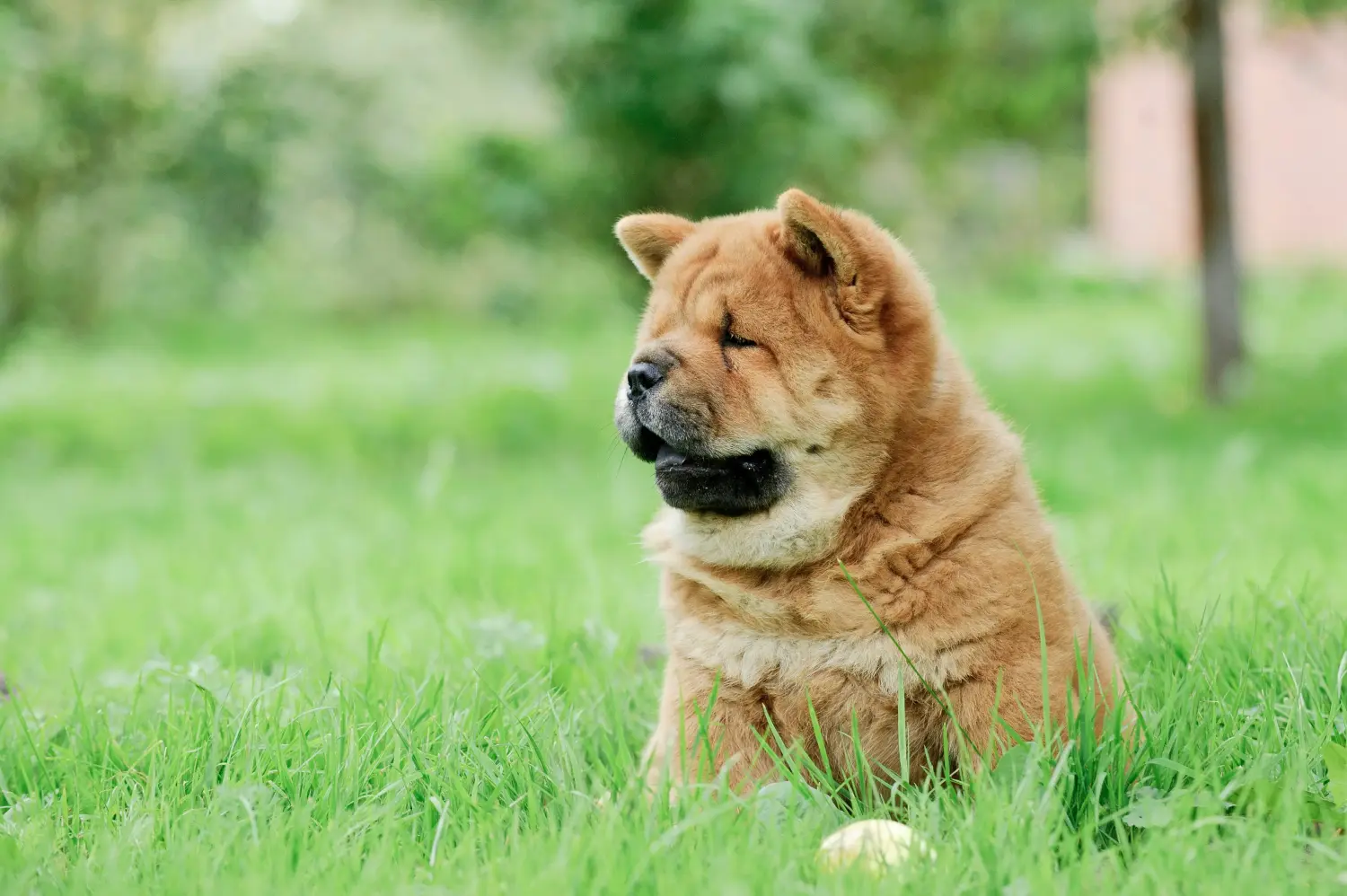 Egy Chow Chow kiskutya megvásárlása felelősségvállalást jelent! Vásároljon Chow Chow Chow kiskutyákat.