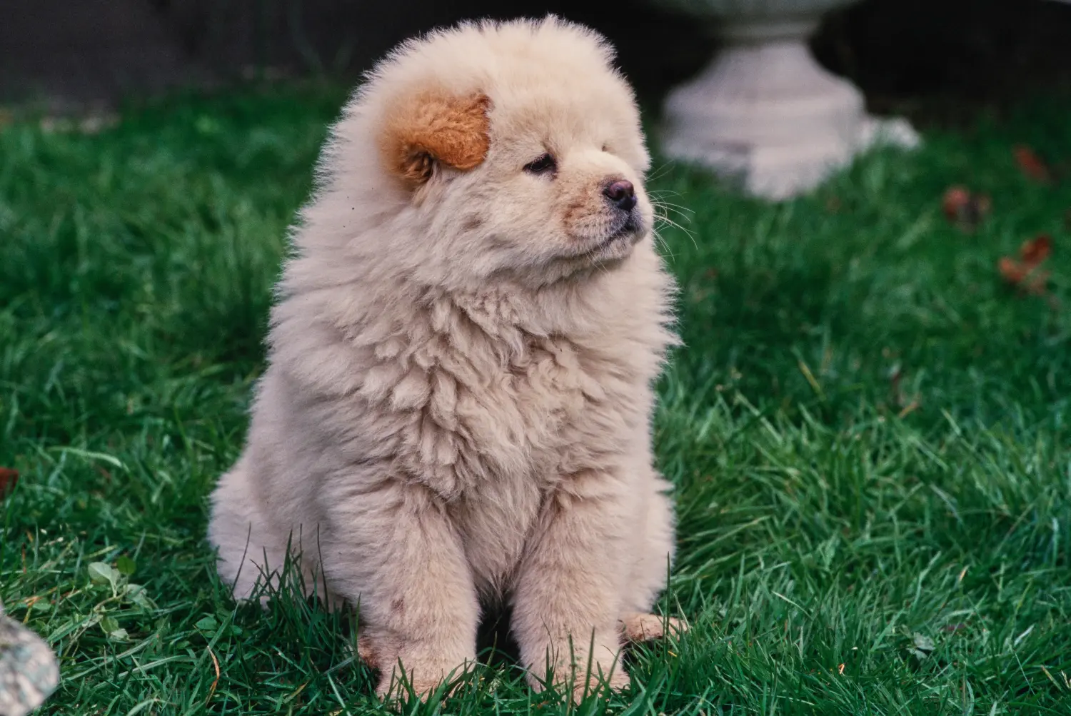 Egy Chow Chow kiskutya megvásárlása felelősségvállalást jelent! Vásároljon Chow Chow Chow kiskutyákat.