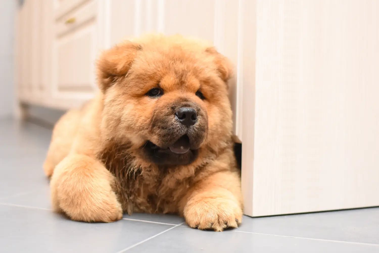 Egy Chow Chow kiskutya megvásárlása felelősségvállalást jelent! Vásároljon Chow Chow Chow kiskutyákat.