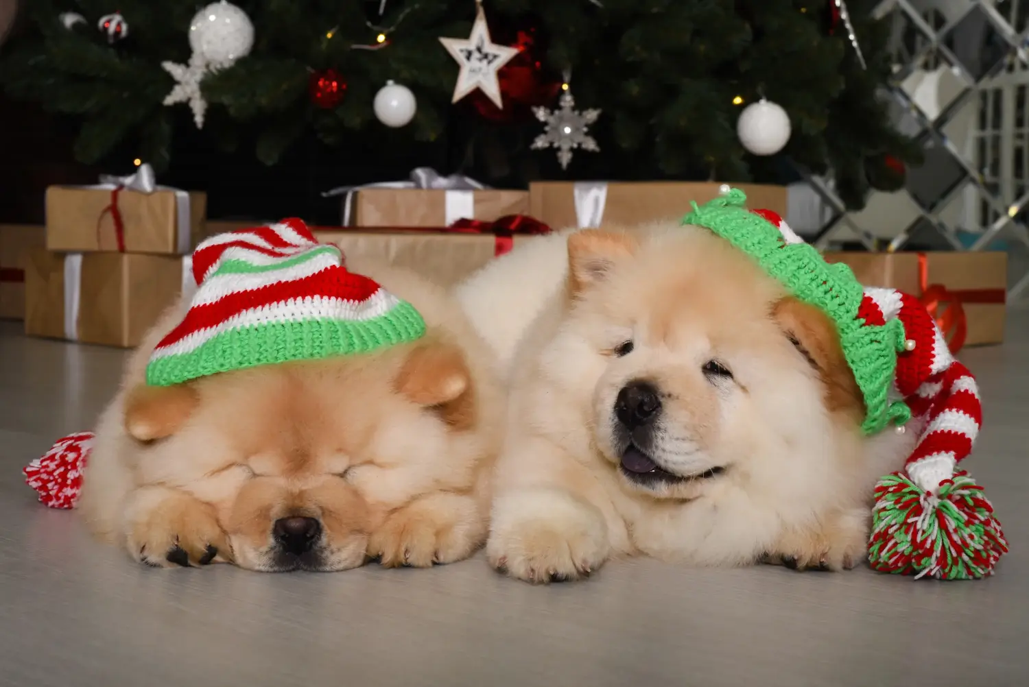 Egy Chow Chow kiskutya megvásárlása felelősségvállalást jelent! Vásároljon Chow Chow Chow kiskutyákat.