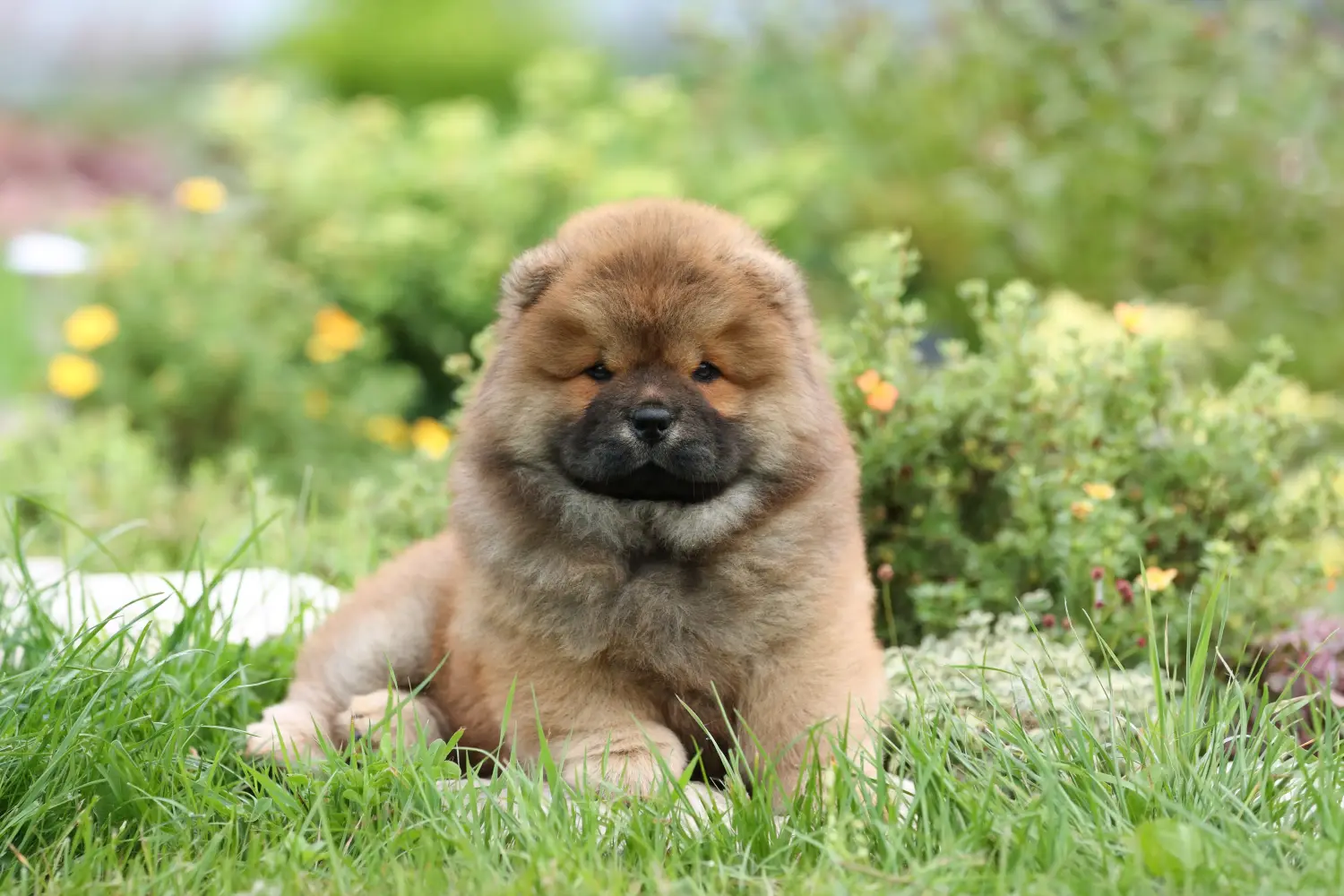 Egy Chow Chow kiskutya megvásárlása felelősségvállalást jelent! Vásároljon Chow Chow Chow kiskutyákat.
