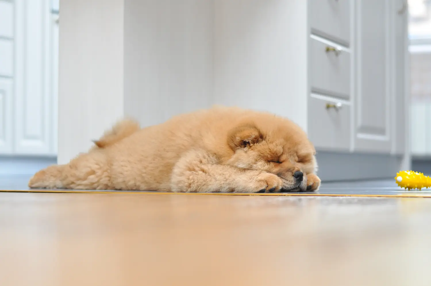 Egy Chow Chow kiskutya megvásárlása felelősségvállalást jelent! Vásároljon Chow Chow Chow kiskutyákat.