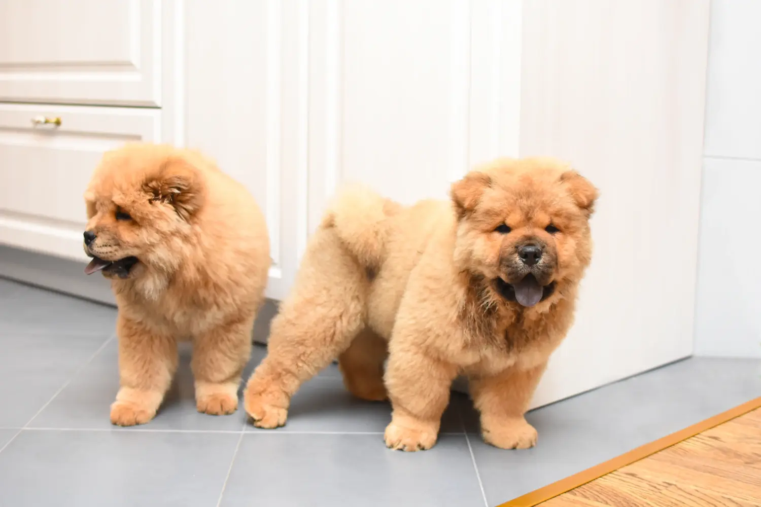 Egy Chow Chow kiskutya megvásárlása felelősségvállalást jelent! Vásároljon Chow Chow Chow kiskutyákat.