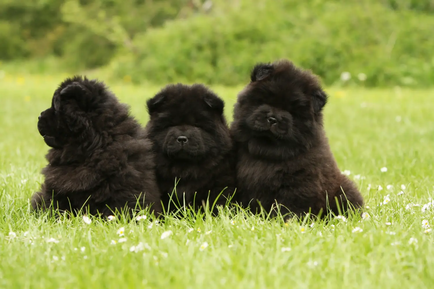 Egy Chow Chow kiskutya megvásárlása felelősségvállalást jelent! Vásároljon Chow Chow Chow kiskutyákat.