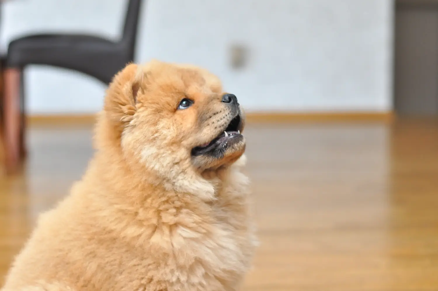 Egy Chow Chow kiskutya megvásárlása felelősségvállalást jelent! Vásároljon Chow Chow Chow kiskutyákat.