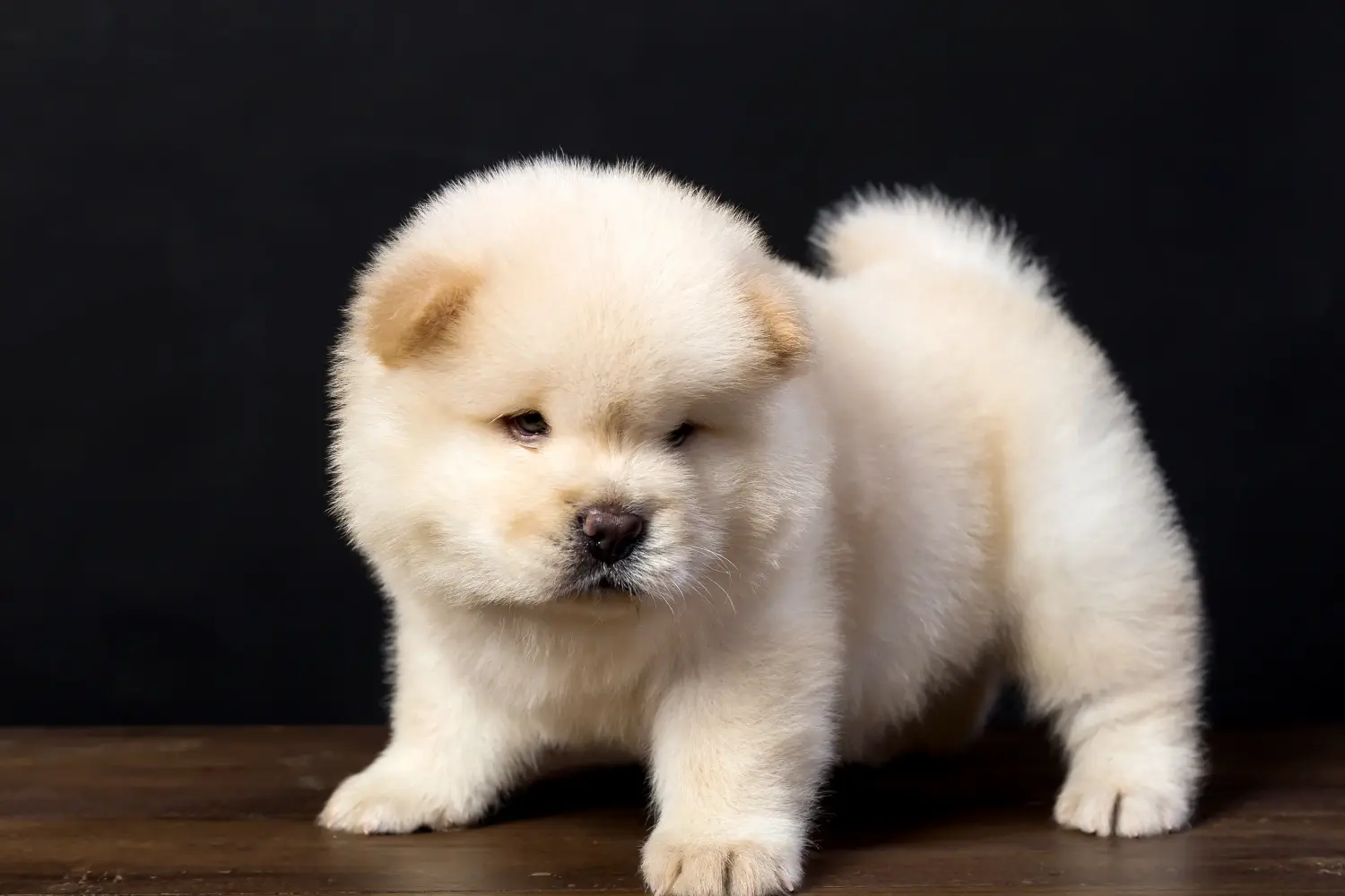 Egy Chow Chow kiskutya megvásárlása felelősségvállalást jelent! Vásároljon Chow Chow Chow kiskutyákat.