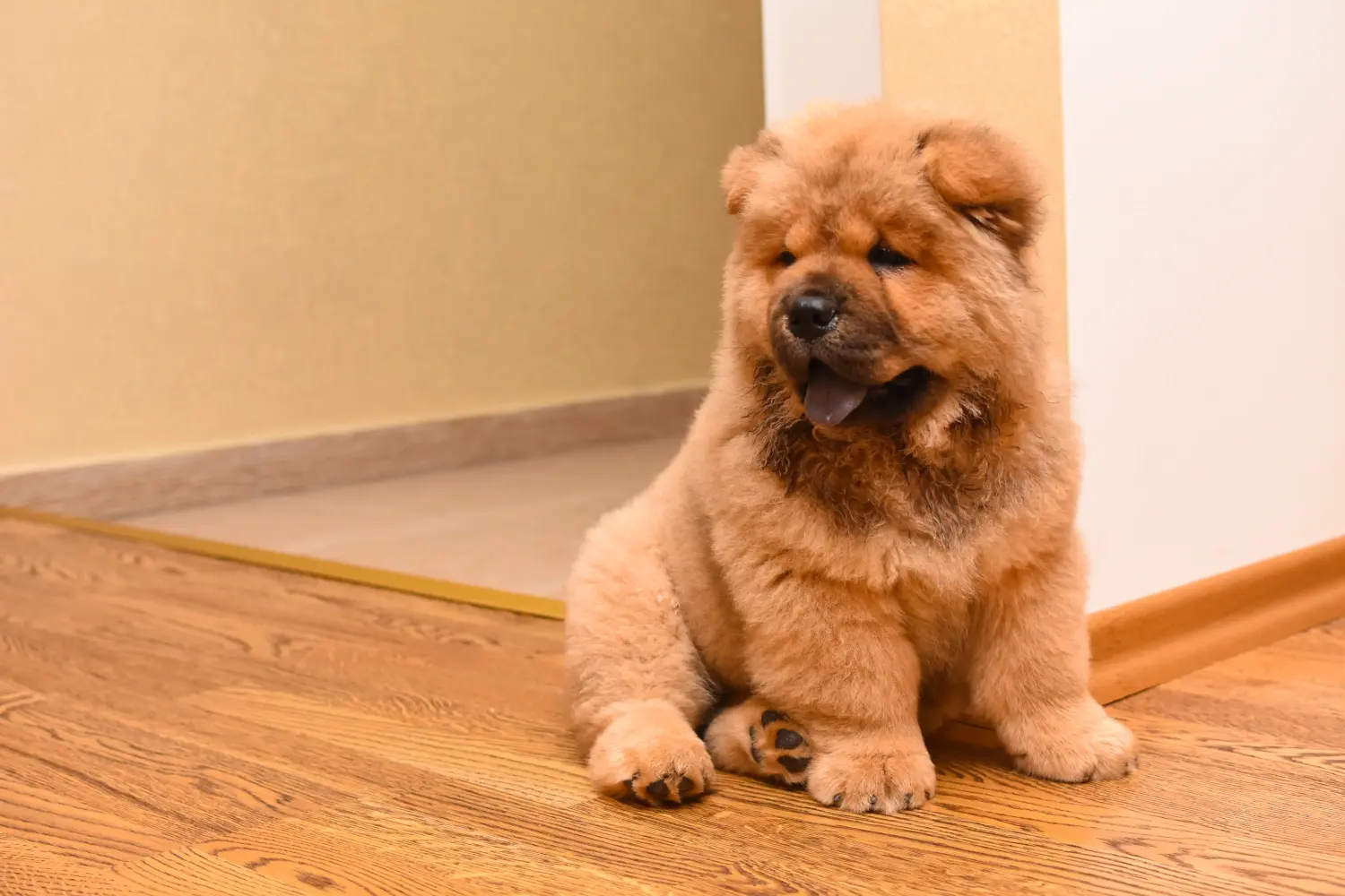Egy Chow Chow kiskutya megvásárlása felelősségvállalást jelent! Vásároljon Chow Chow Chow kiskutyákat.