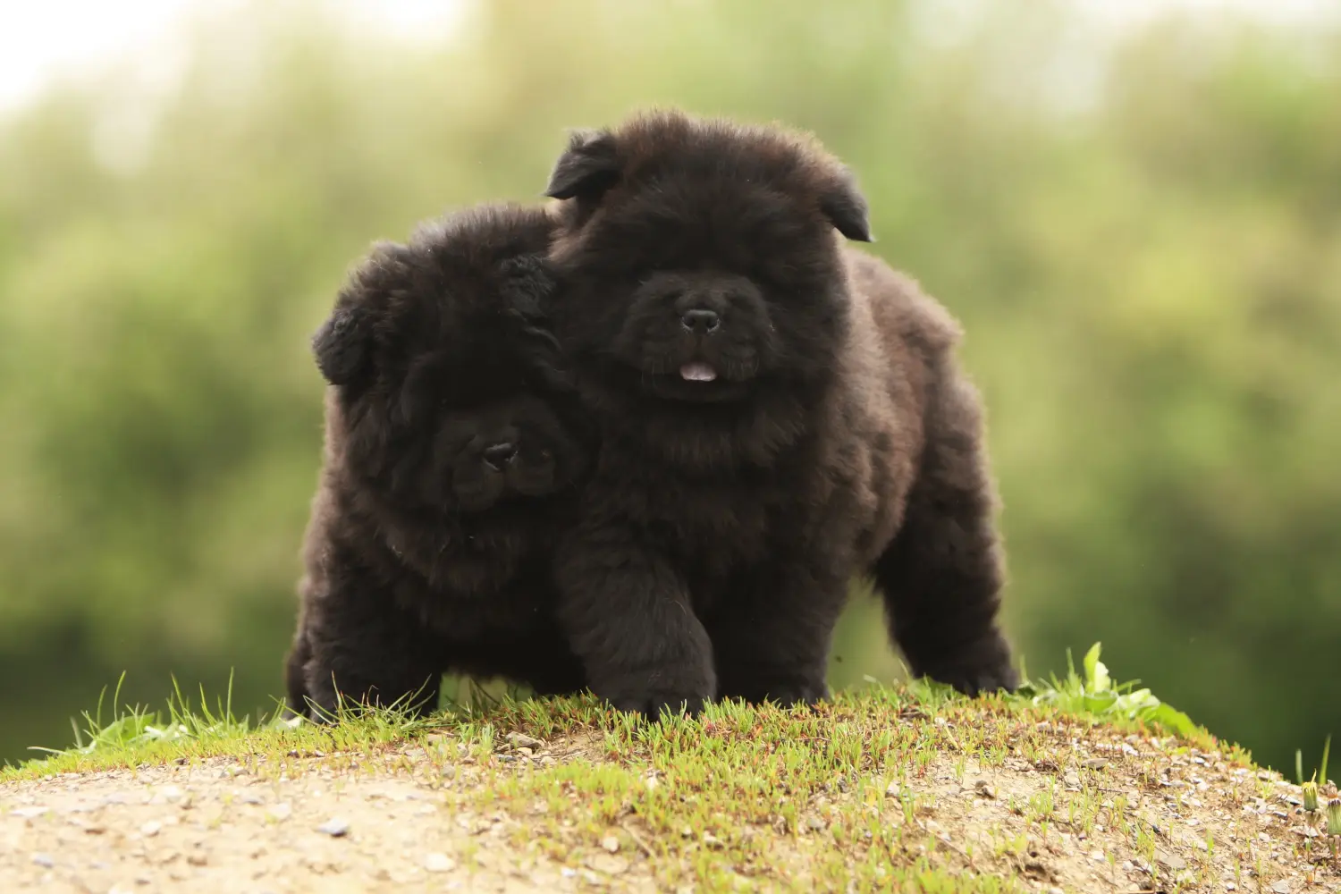 Egy Chow Chow kiskutya megvásárlása felelősségvállalást jelent! Vásároljon Chow Chow Chow kiskutyákat.
